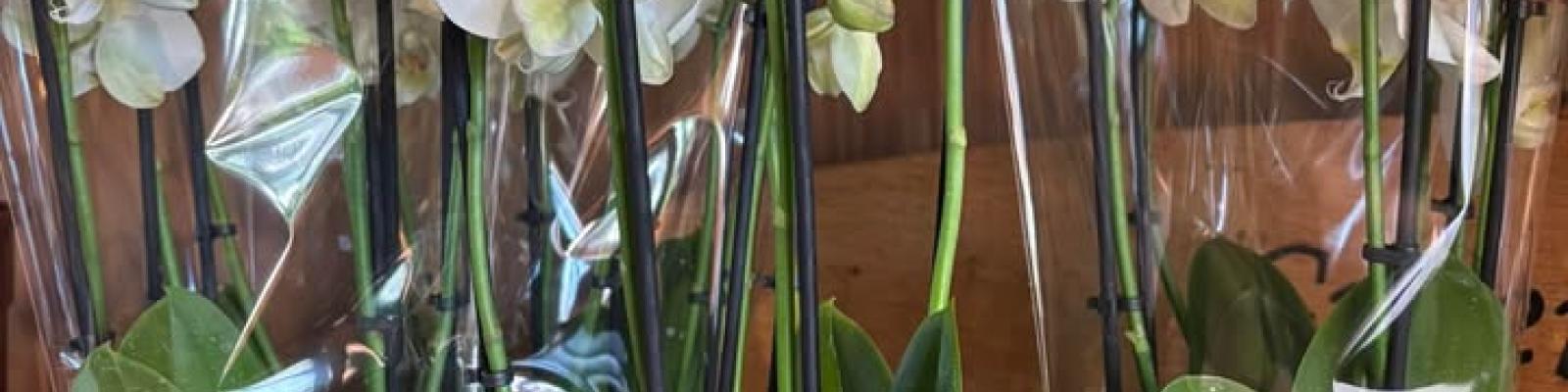 Nieuwsupdate 20 januari - 2026