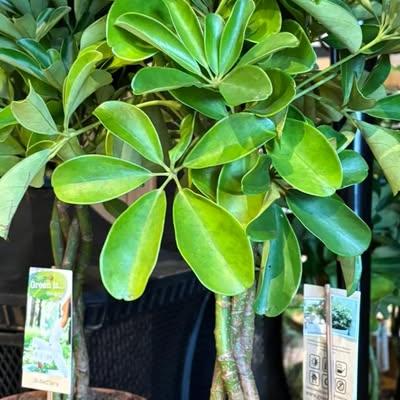 Nieuwsupdate  6 januari - 2026