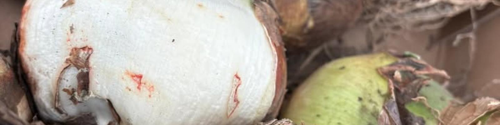 Nieuwsupdate 17 oktober - 2025